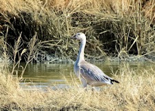 Snow Goose