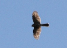 Sharp-shinned Hawk