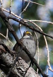 White-throated Sparrow