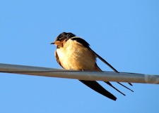 Barn Swallow