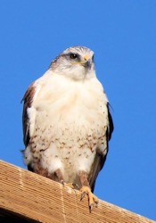 Ferruginous Hawk