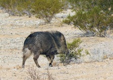 javalina