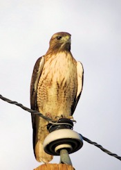 Red-tailed Hawk