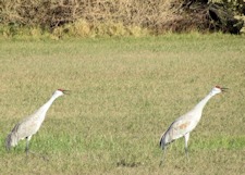 Sandhill Crane