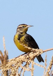 Western Meadowlark