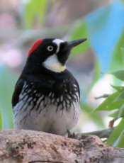 Acorn Woodpecker