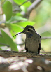 Blue-throated Hummingbird