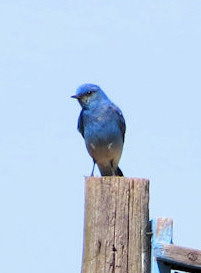 Mountain Bluebird