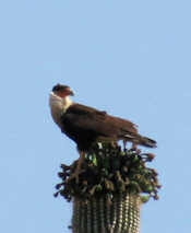 Crested Caracara