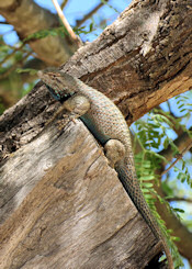 Clark's Spiny Lizard