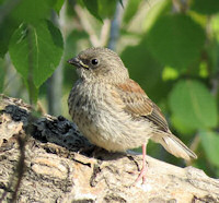 Red-backed Junco