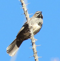 Five-striped Sparrow