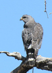 Gray Hawk