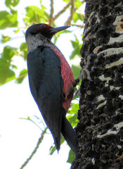 Lewis' Woodpecker