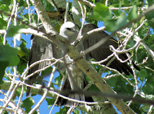 Mississippi Kite