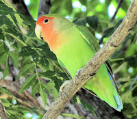 Peach-faced Lovebird