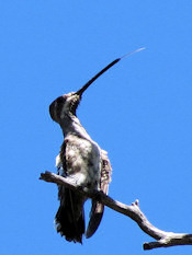 Plain-capped Starthroat