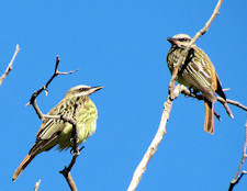 Sulphur-bellied Flycatcher