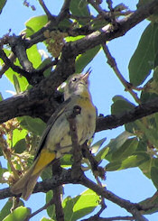 Virginia's Warbler