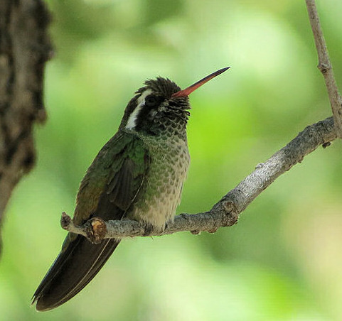 White-eared Hummingbird