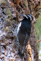 Williamson's Sapsucker