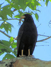 Common Black-Hawk