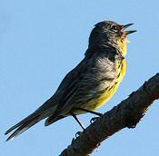 kirtland's warbler