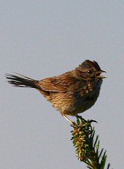 Lincoln's Sparrow