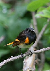 american redstart