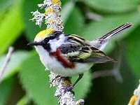 chestnut-sided warbler