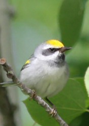 golden-winged warbler