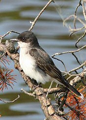 Eastern Kingbird