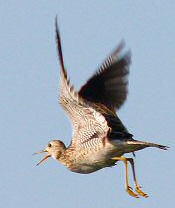 upland sandpiper