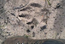 wolf footprint