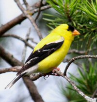 goldfinch