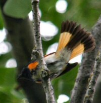 american redstart