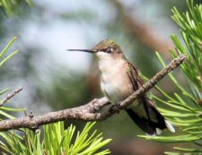 ruby-throated Hummingbird