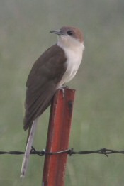 black-billed cuckoo