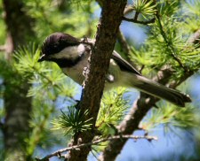 black-backed chickadee