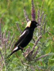 bobolink