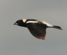 bobolink