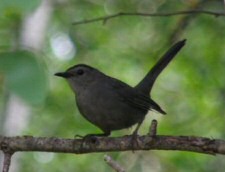 gray catbird