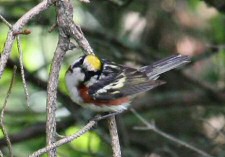 chestnut-sided warbler