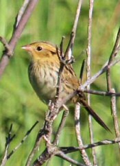 LeConte's Sparrow