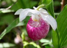 lady's slipper orchic