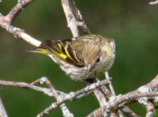 pine siskin