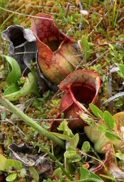 pitcher plant