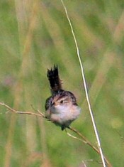 sedge wren