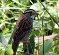 white-throated sparrow