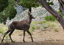 bighorn sheep